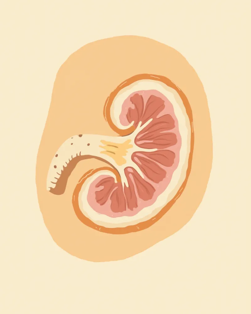 고양이 신장 단면 의학 일러스트