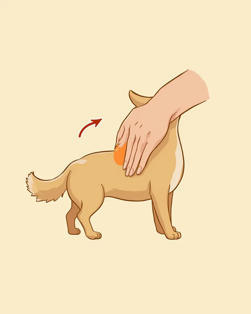 강아지 항문낭 짜는 방법 설명 일러스트