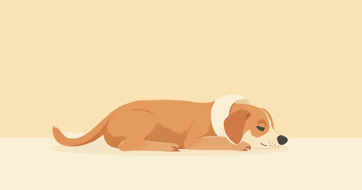 항문낭 적출술 과정