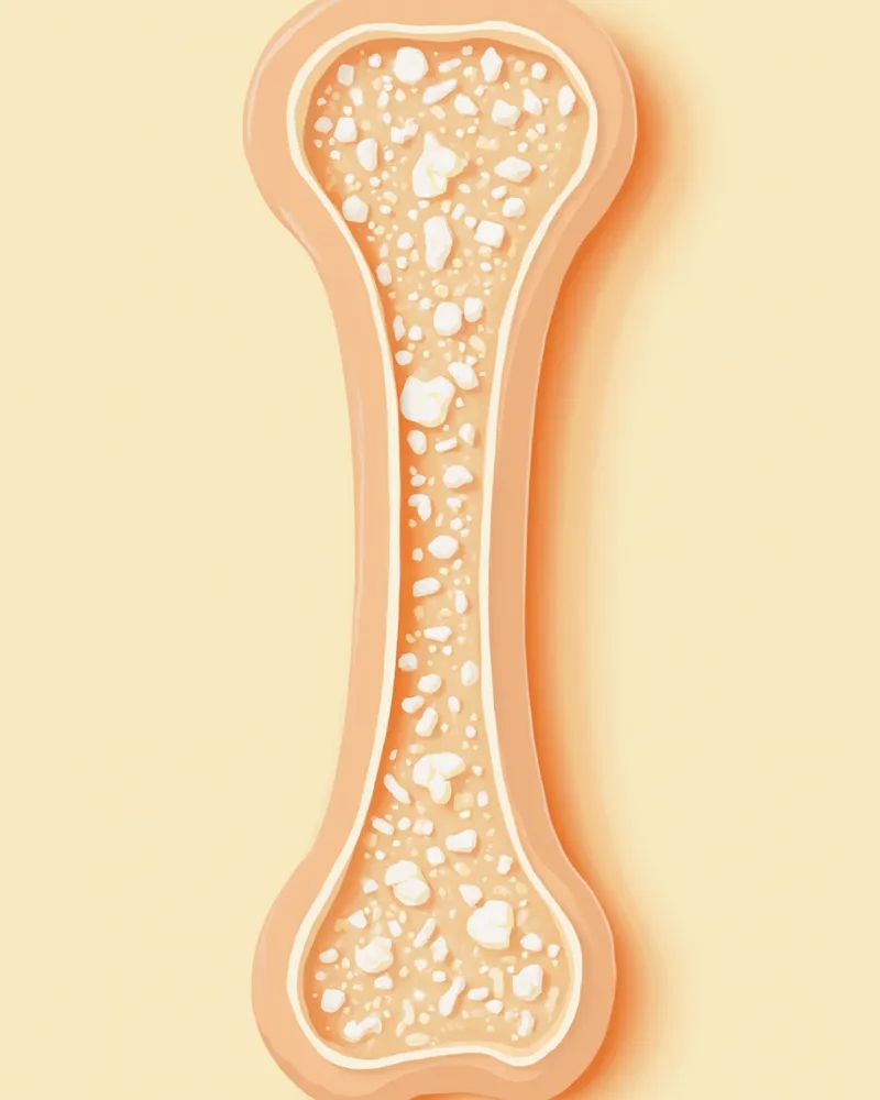 뼈 속 칼슘과 인 무기질의 구조를 보여주는 일러스트