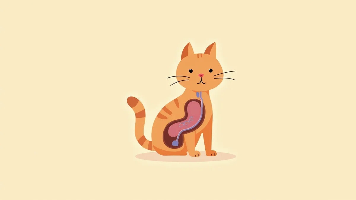 고양이 요관 우회술(SUB)의 해부학적 구조도, 요관과 신장 연결된 카테터
