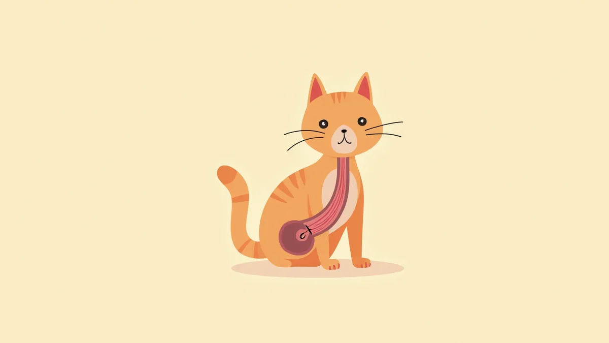 고양이 방광 신경 자극 위치를 강조한 해부학적 도면