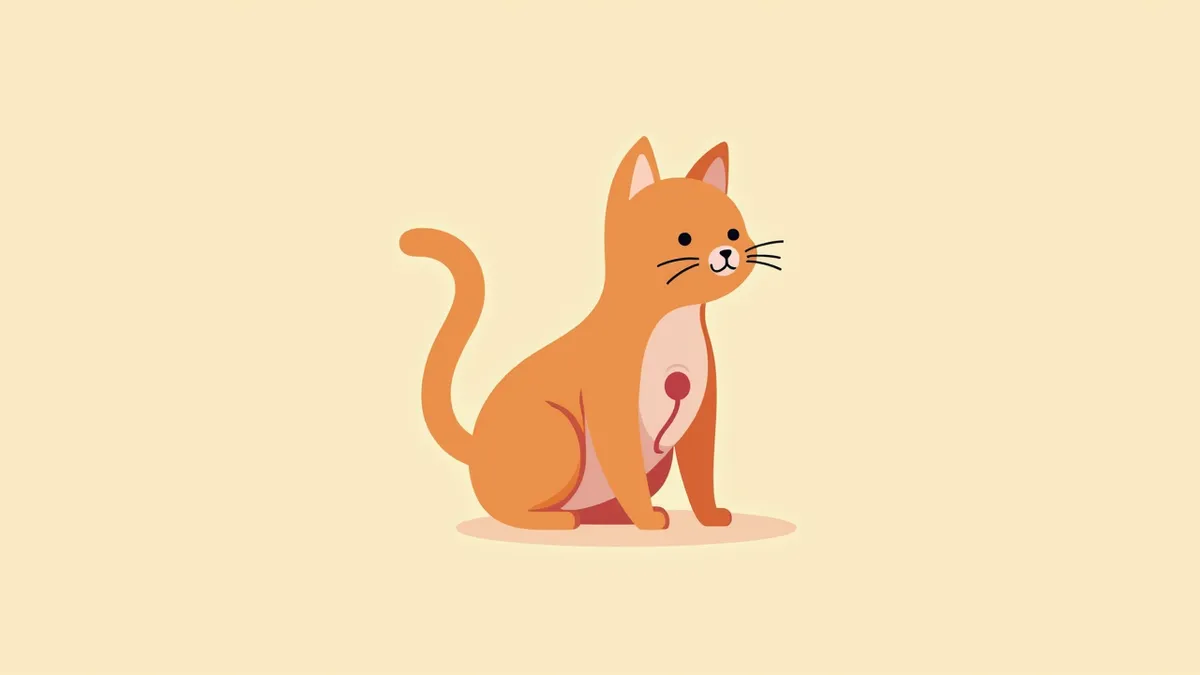 고양이 방광 내부에 생긴 폴립과 용종의 해부학적 구조