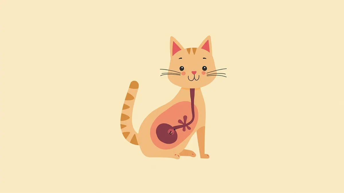 고양이 요로에서 옥살산칼슘 요석이 형성되는 과정을 보여주는 해부학적 그림