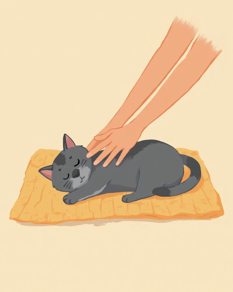 고양이 어깨와 앞다리 안쪽을 부드럽게 만져보는 손