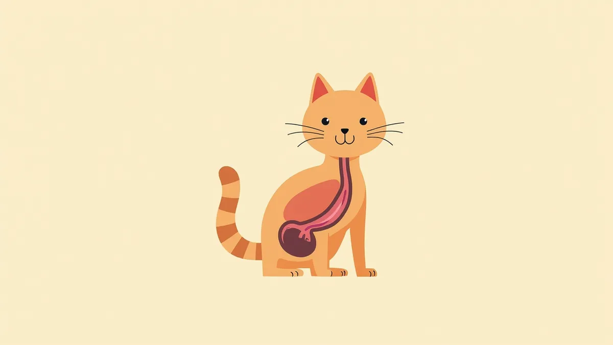 고양이 요로계 구조도, 혈뇨 발생 가능 부위 표시