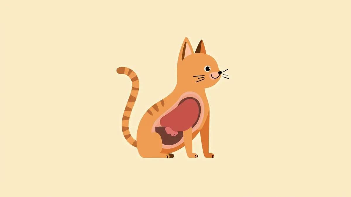고양이 흉수 발생 부위의 해부학적 이미지