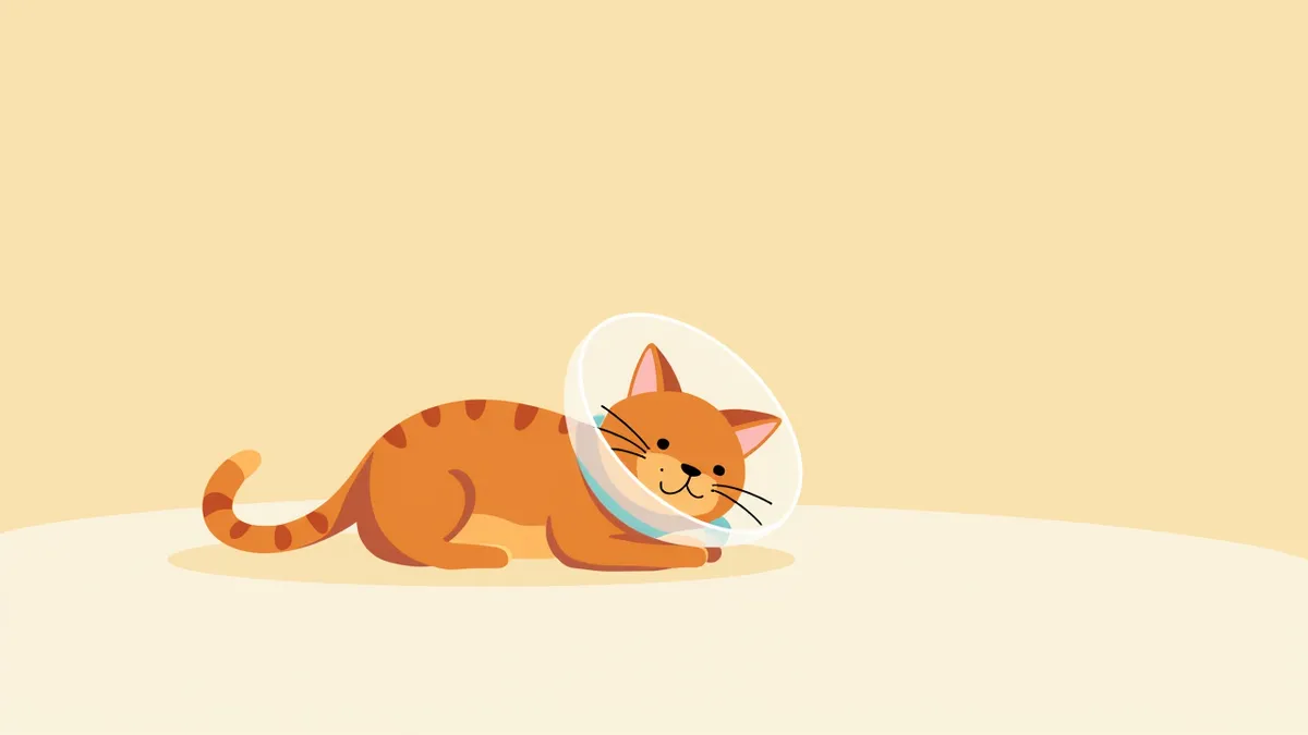 고양이 발치 후 회복 중, 회복용 목걸이 착용