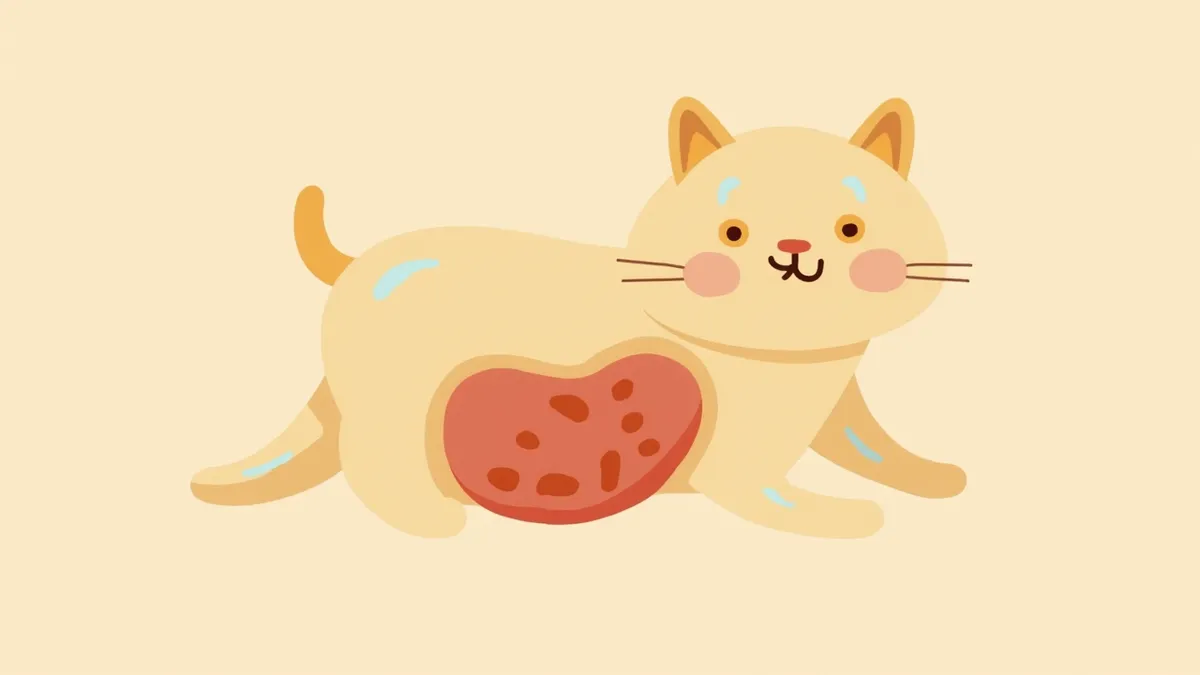 고양이 간의 지방 저장 세포 활성화 과정을 보여주는 해부학적 그림