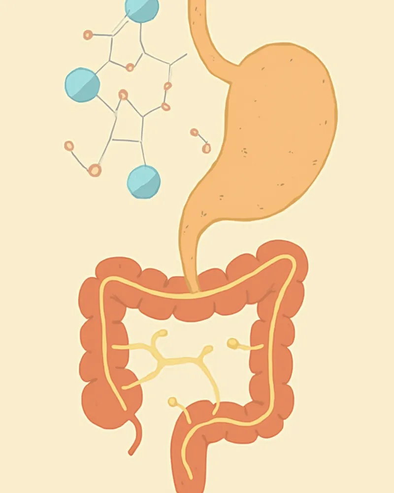 키토산이 장에서 지방과 결합하는 원리 일러스트