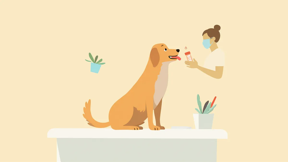 동물병원에서 혈액검사를 받고 있는 골든 리트리버