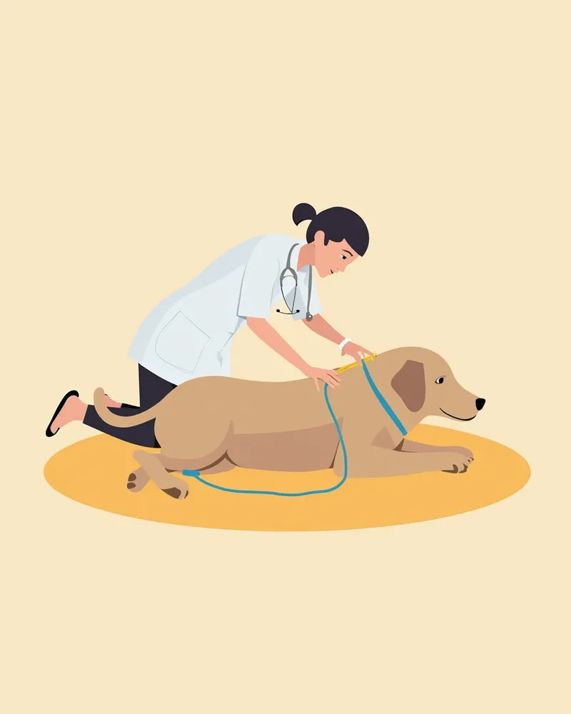 초음파 검사를 받고 있는 강아지