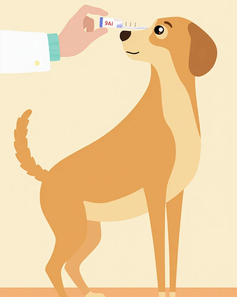 강아지 쉬르머 눈물 검사 장면