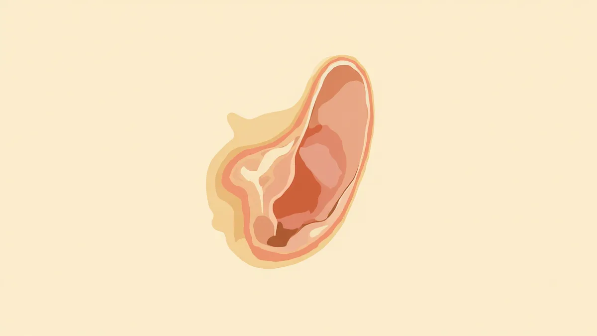 강아지 귀 구조를 외이·중이·내이로 구분해 보여주는 해부학 일러스트