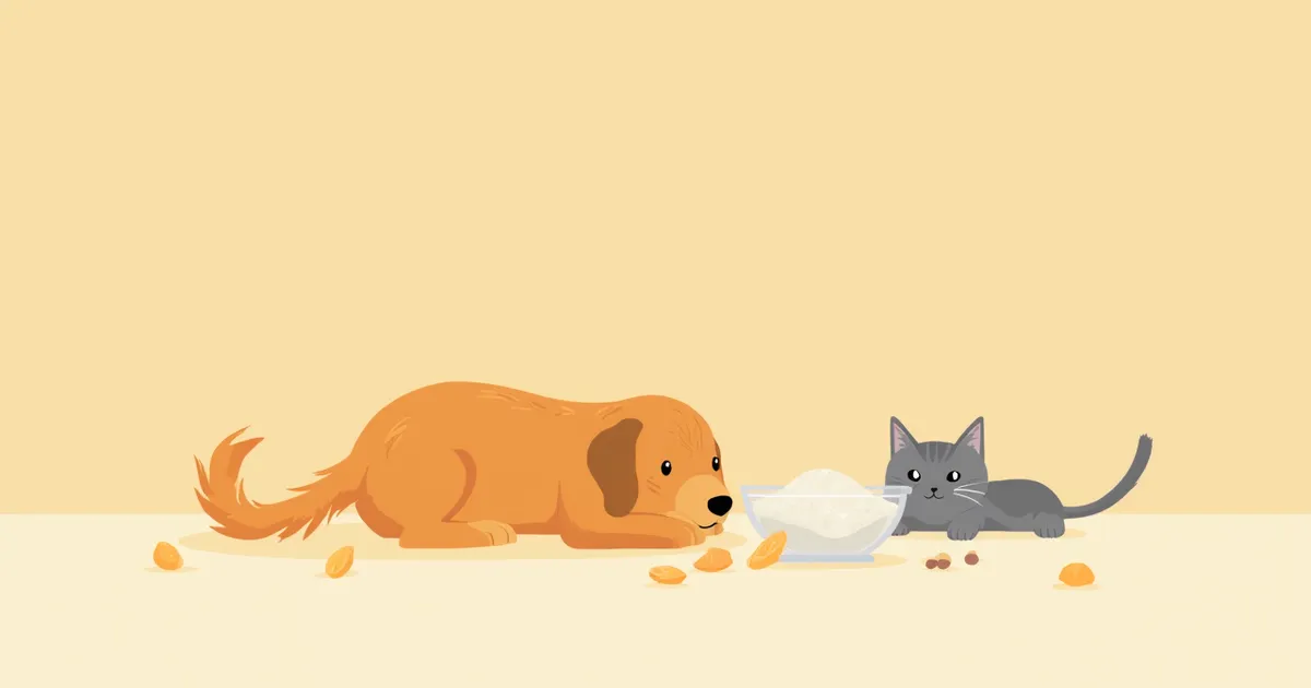 이눌린 효과와 프리바이오틱 작용