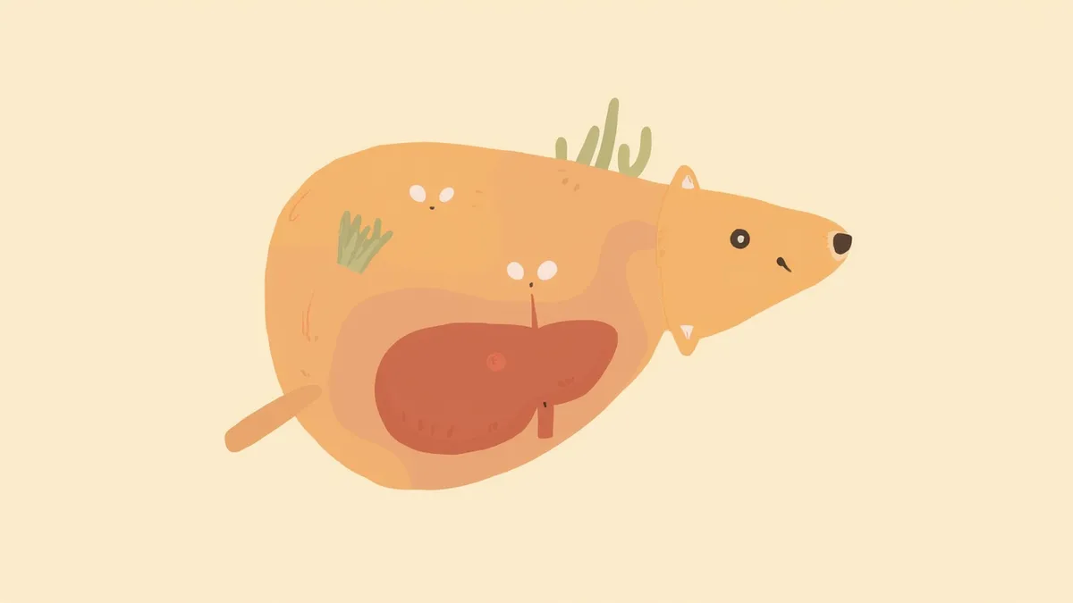 강아지 간의 해부학적 구조와 종양이 있는 간엽