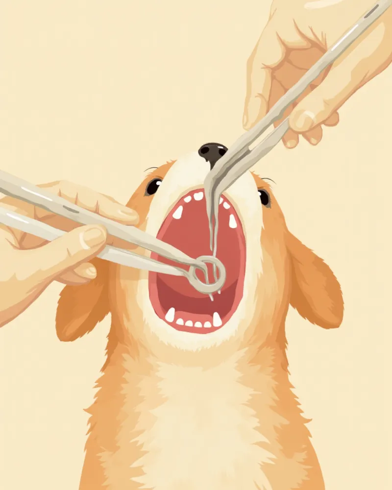 강아지 치주판막술 수술 장면