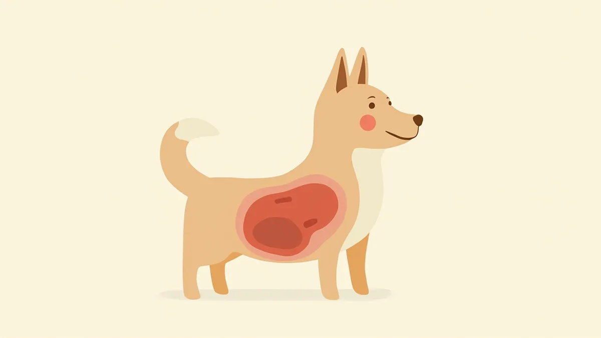 강아지 복부 내 비장 위치를 보여주는 해부학 일러스트