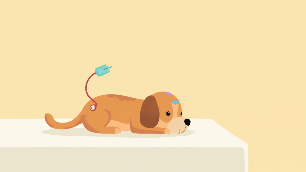 재활 치료대에서 뒷다리에 TENS 전극을 부착하고 치료받는 강아지