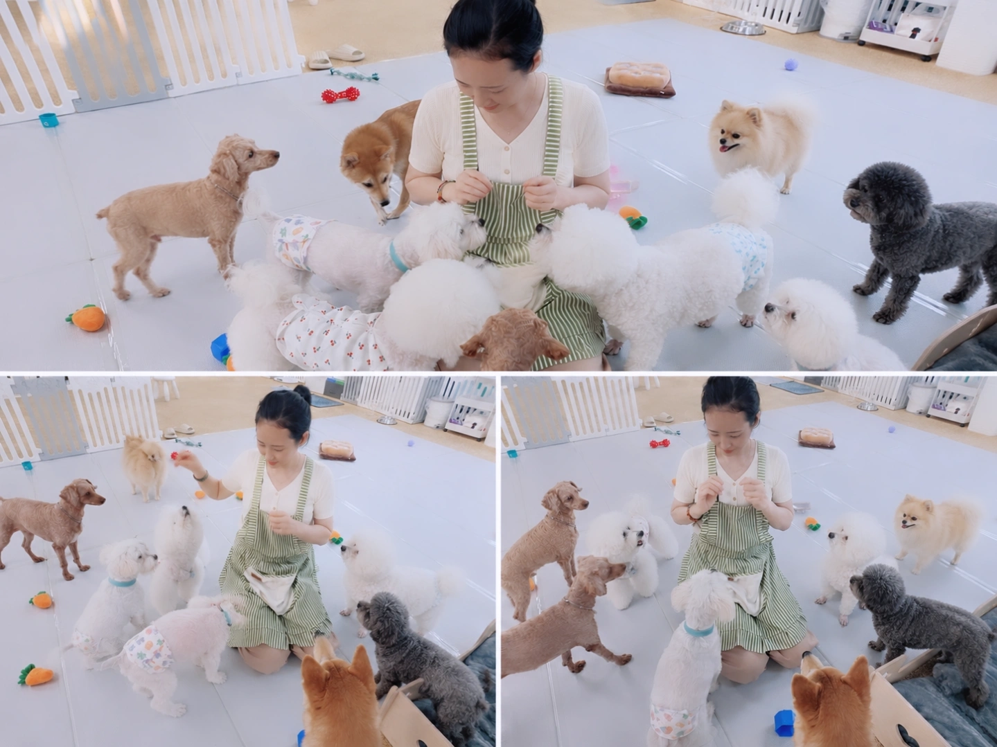 몽샤르망 애견유치원 사진 1