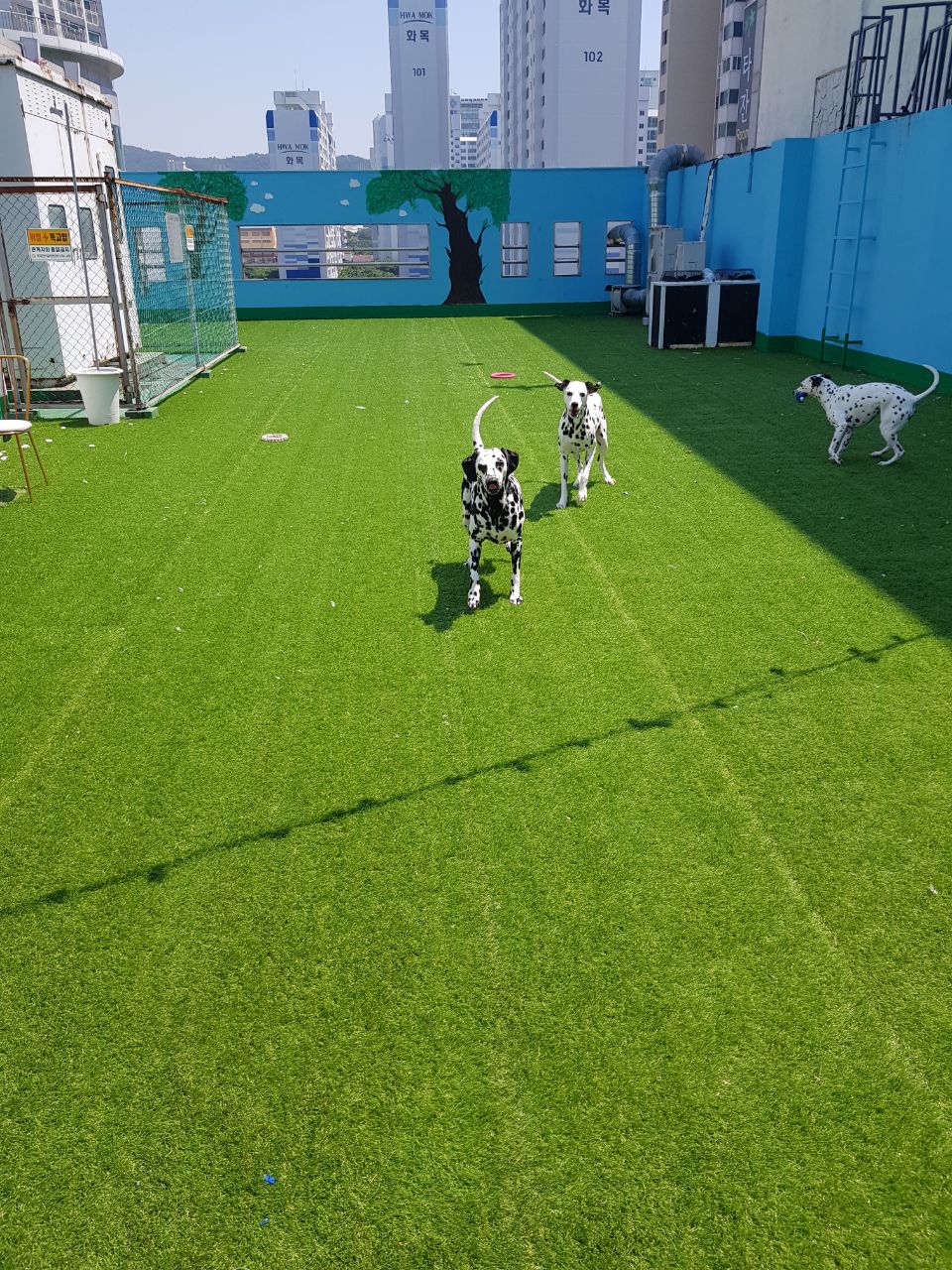 라온 애견유치원 사진 1