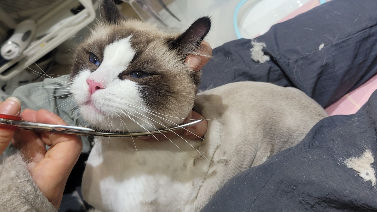 고양이 무마취 미용 냥털도둑
